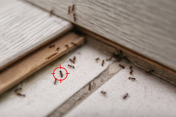 Best Exterminator Services  in Huntington Woods, MI
