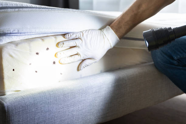 Best Bed Bug Extermination  in Huntington Woods, MI